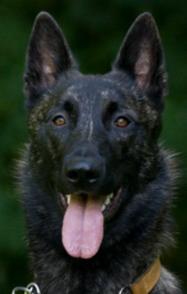 Gonzo - Agent G von Kirchdorferhhe - Trainee von Michi