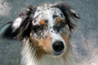 Hope - Trainee von Nicole