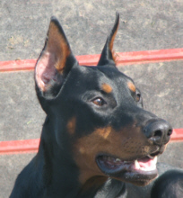 Jago - Co-Trainer von Frank