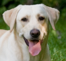 Unser Urlauber Picasso - Co-Trainer von Steffi