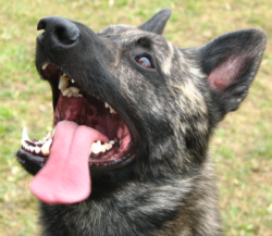 Whisper - Brindlakes A Whisper - Co-Trainer von Monika